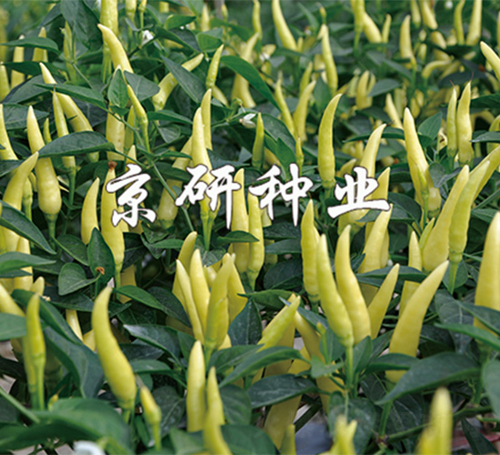 玉指-辣椒種子-京研