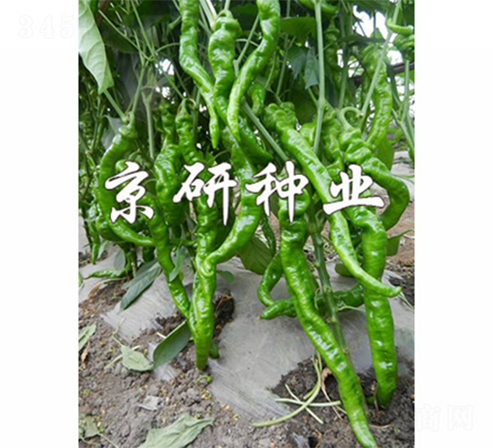 京旋1號(hào)-辣椒種子-京研
