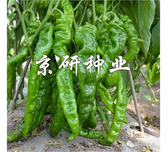 京旋2號-辣椒種子-京研