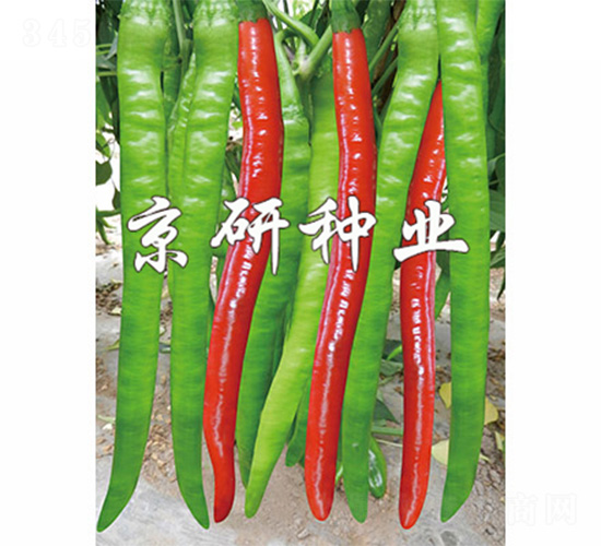 京線4號(hào)-辣椒種子-京研