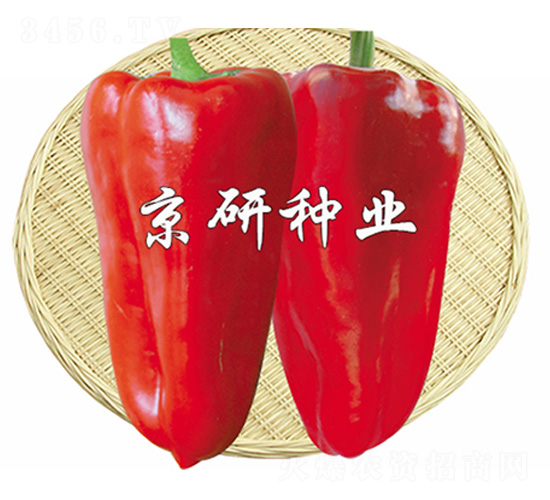 京碩4號(hào)-辣椒種子-京研