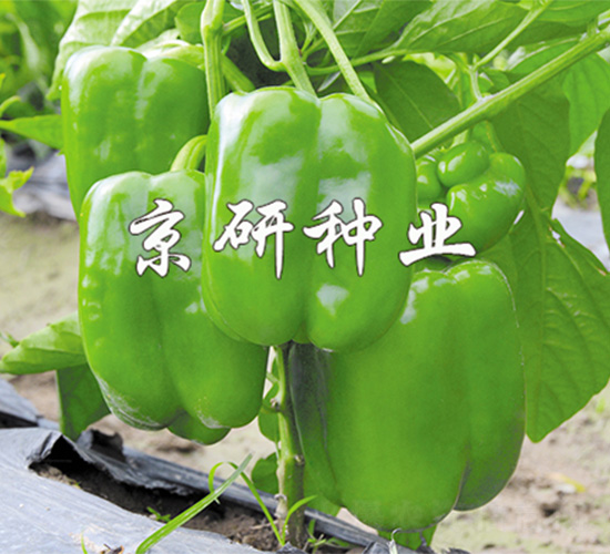 京博5號(hào)-辣椒種子-京研