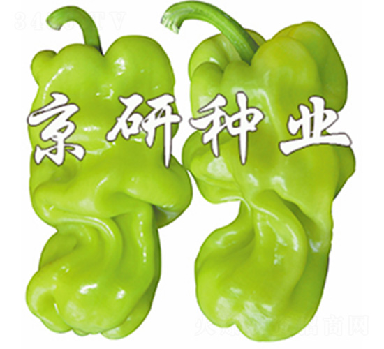 皺皮1號-辣椒種子-京研