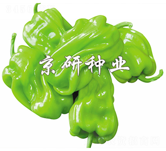 皺皮2號(hào)-辣椒種子-京研