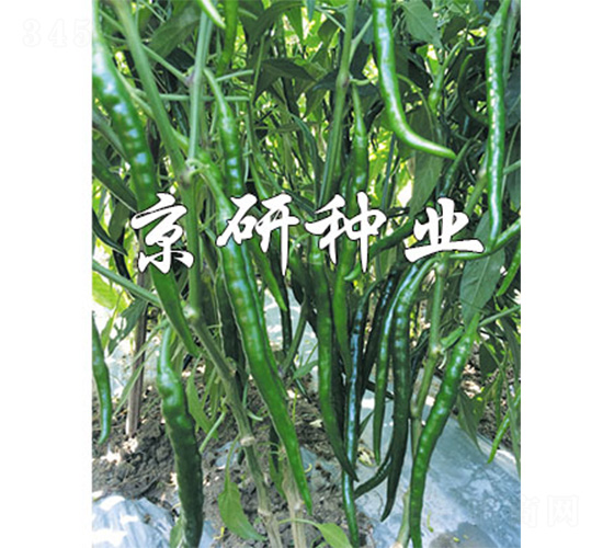丘北辣2號-辣椒種子-京研