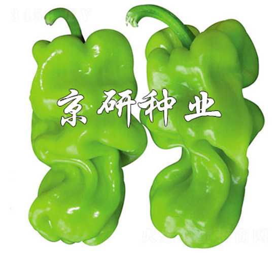 京研皺皮3號-辣椒種子-京研