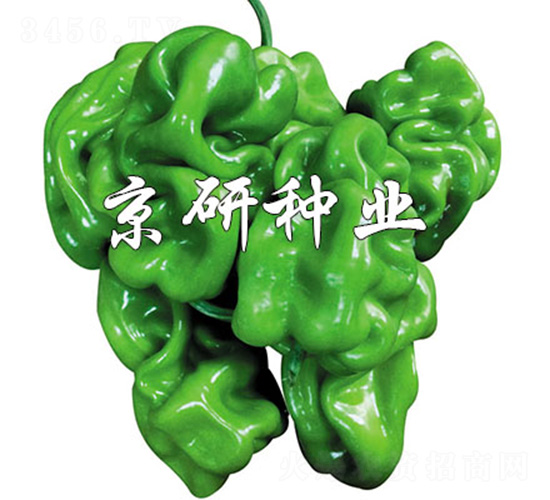 京研皺皮4號-辣椒種子-京研