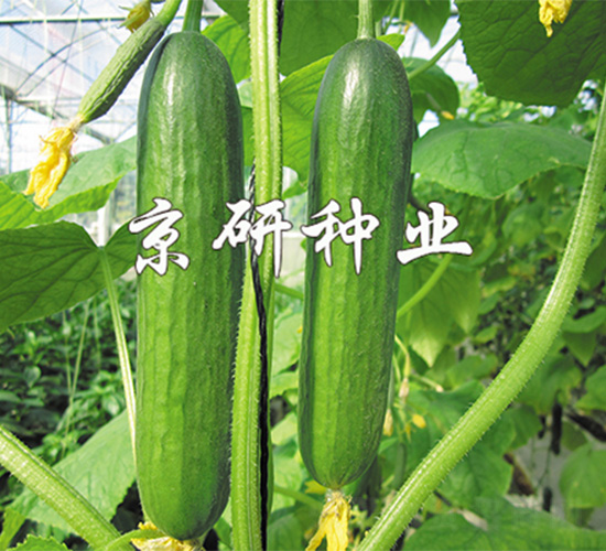 綠精靈3號-黃瓜種子-京研