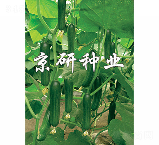 京研迷你2號(hào)-黃瓜種子-京研