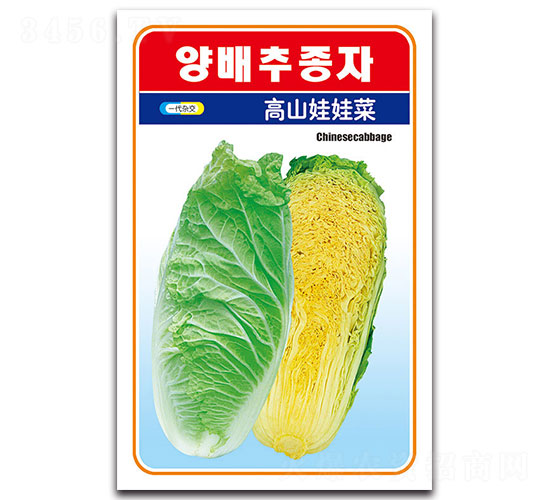高山娃娃菜-大白菜種子-先風