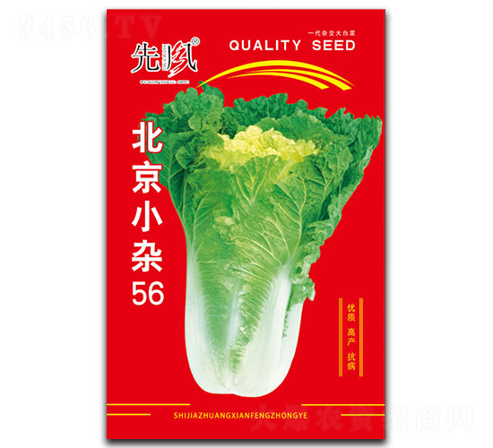 北京小雜56-白菜種子-先風(fēng)