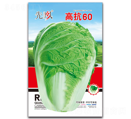 高抗60-白菜種子-先風(fēng)