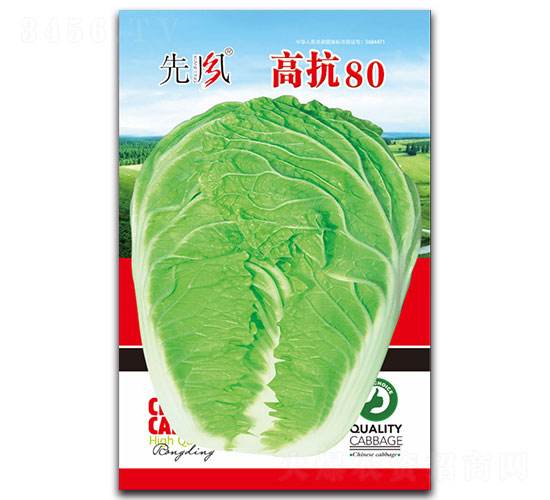 高抗80-白菜種子-先風(fēng)