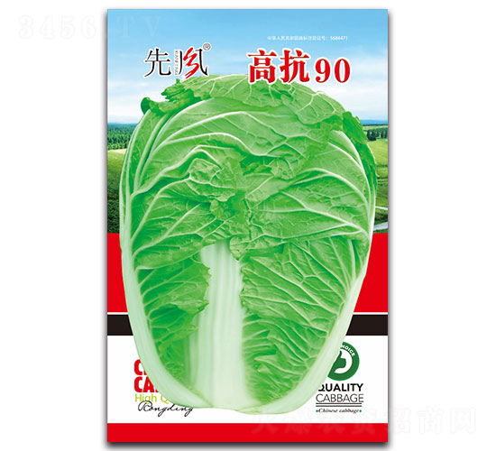 高抗90-白菜種子-先風