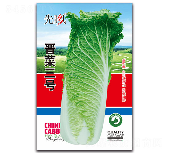 晉菜三號-白菜種子-先風