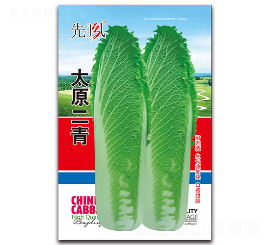 太原二青-白菜種子-先風(fēng)