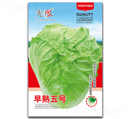 早熟5號-白菜種子-先風(fēng)