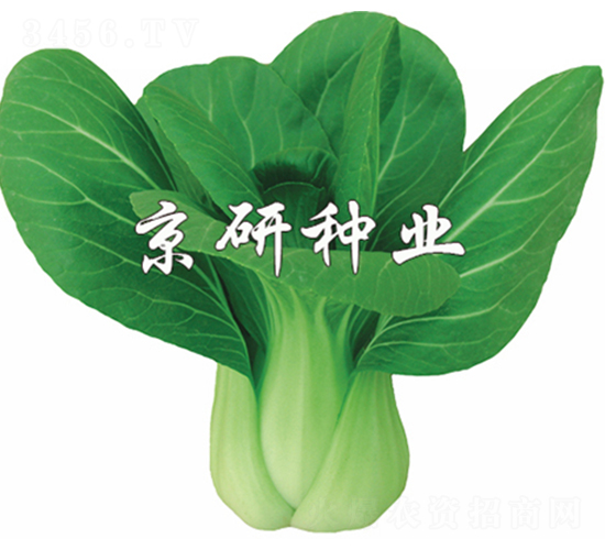 春油1號-小白菜種子-京研