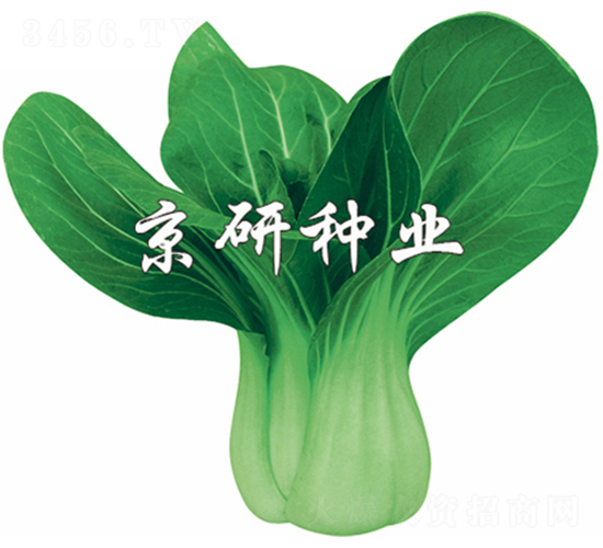 春油3號(hào)-小白菜種子-京研