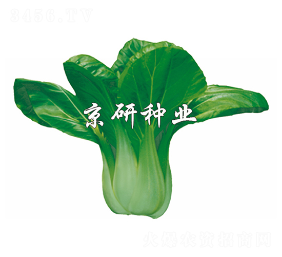 京綠7號(hào)-小白菜種子-京研