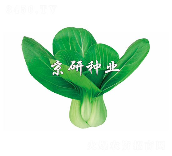 國夏1號-小白菜種子-京研