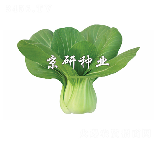 國(guó)夏2號(hào)-小白菜種子-京研