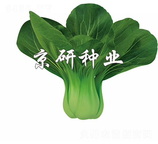 京綠1號-小白菜種子-京研