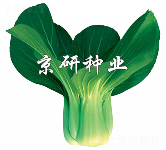 京綠2號(hào)-小白菜種子-京研