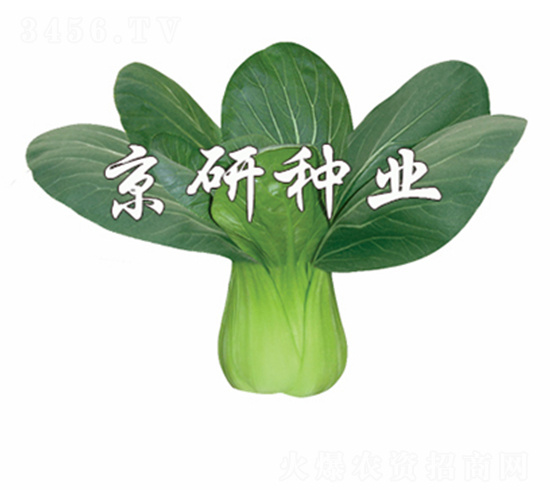京綠3號-小白菜種子-京研