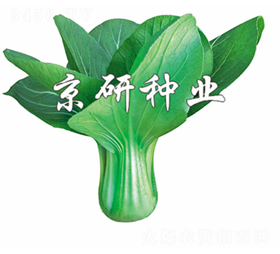 京綠4號(hào)-小白菜種子-京研