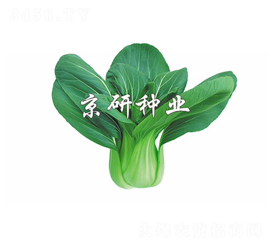 京綠5號(hào)-小白菜種子-京研