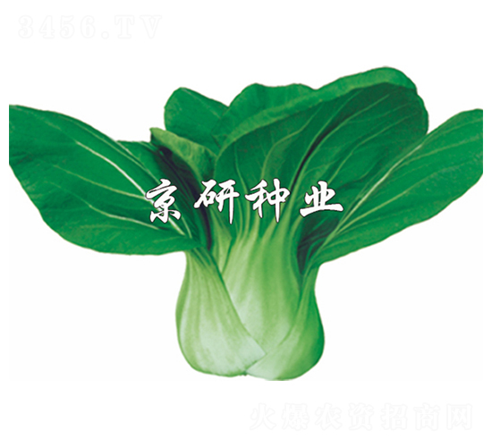 京冠-小白菜種子-京研