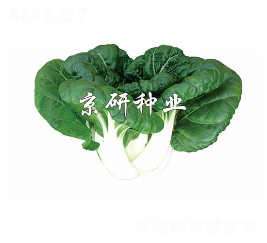 奶白1號-小白菜種子-京研