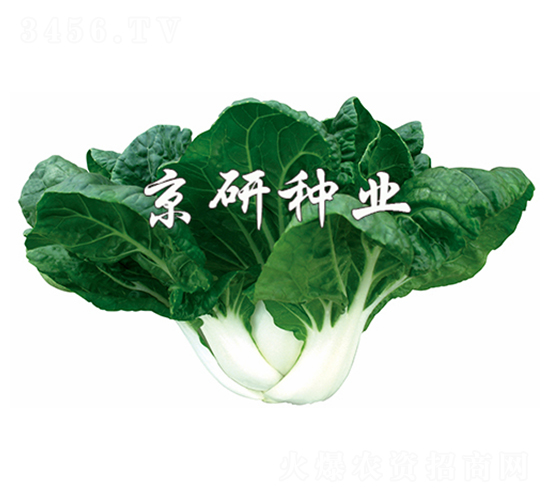 奶白4號(hào)-小白菜種子-京研