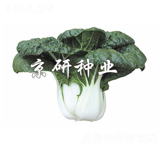 奶白5號(hào)-小白菜種子-京研