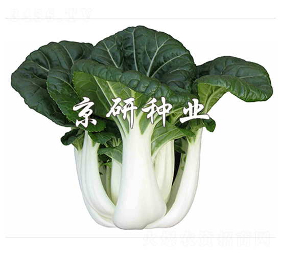 新奶白3號(hào)-小白菜種子-京研