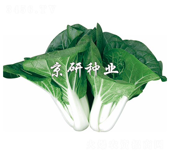 京研黑葉-小白菜種子-京研