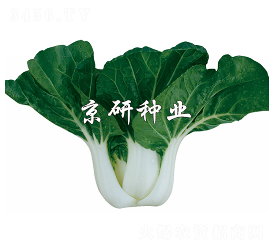 京研黑葉2號-小白菜種子-京研