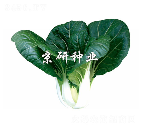 京研黑葉3號-小白菜種子-京研