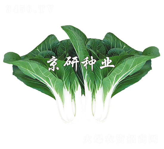京研黑葉5號(hào)-小白菜種子-京研