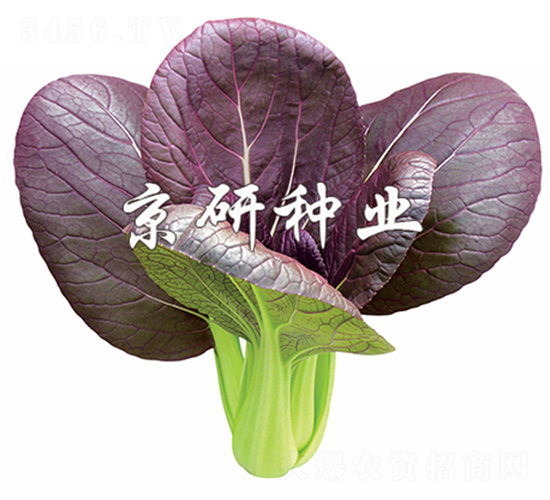 紫冠1號(hào)-小白菜種子-京研