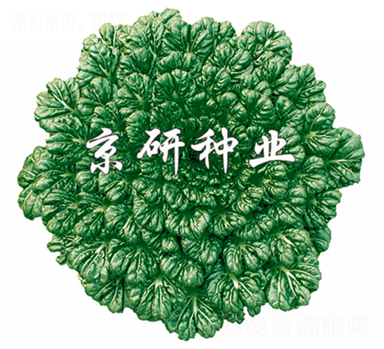 京綠烏塌菜-小白菜種子-京研