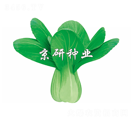京冠1號(hào)-小白菜種子-京研