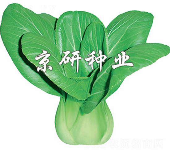 京冠4號(hào)-小白菜種子-京研