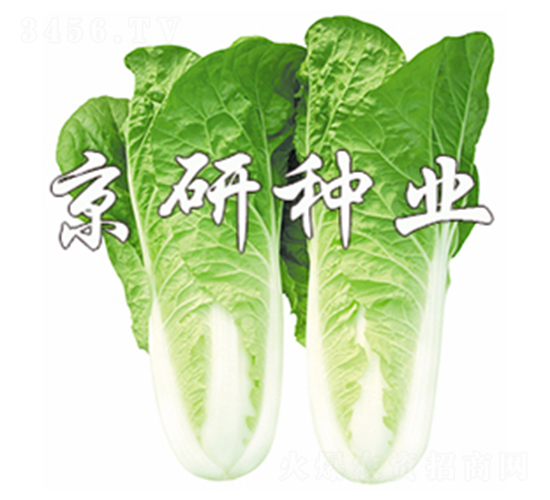 京研快菜4號(hào)-快菜種子-京研