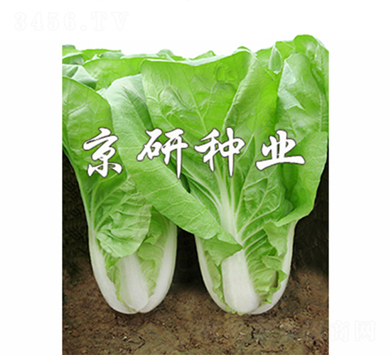 京研快菜5號(hào)-快菜種子-京研