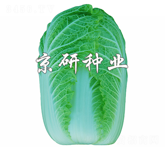 京春娃5號(hào)-娃娃菜種子-京研