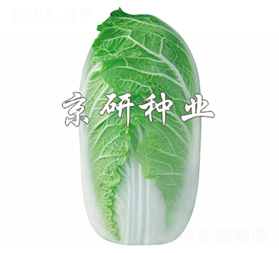 京夏-娃娃菜種子-京研