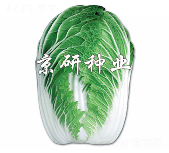 京春白2號-白菜種子-京研