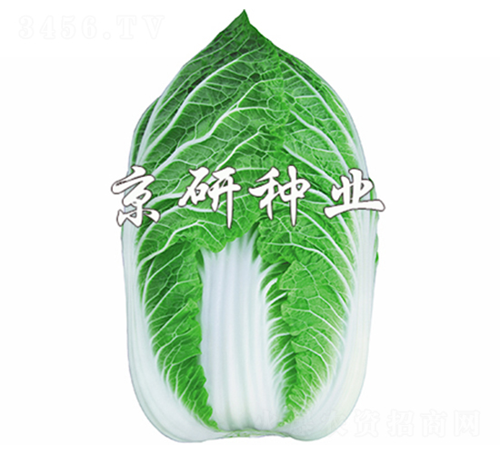 京春黃2號(hào)-白菜種子-京研